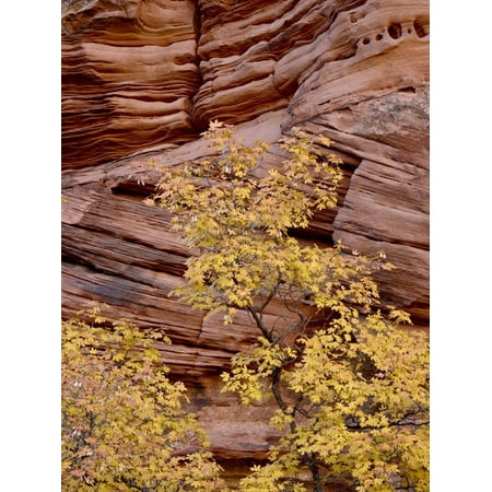 Red Rock Maple Grove Yellow Maple Against a Red Rock Canyon Wall in the Fall, Zion National Park, Utah, USA Print Wall Art ()