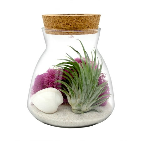 NW Wholesaler Air Plant Terrarium Complete Kit with Color Changing LED Light (Pink Moss)