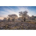 thumbnail image 2 of Podt, Martin 32x23 Black Ornate Wood Framed with Double Matting Museum Art Print Titled - Spring Bushes at Sunrise, 2 of 4