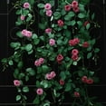 thumbnail image 5 of Visland Flower Garland Fake Rose Vine Artificial Flowers Hanging Rose Ivy Garland for Room Wall Decor Hanging Baskets Wedding Arch Garden Background Decor, 5 of 8
