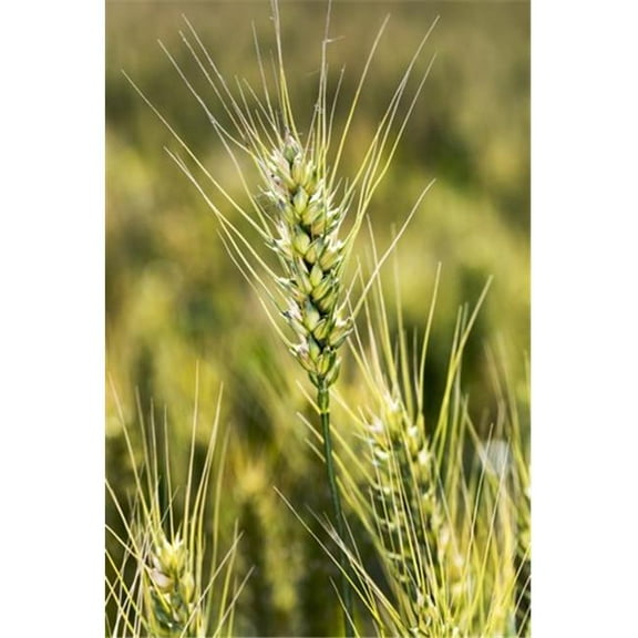 Close Up of A Ripening Wheat Head in a Field