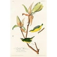 thumbnail image 3 of Audubon, John James 17x24 Black Modern Framed Museum Art Print Titled - Kentucky Warbler, 3 of 5