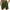 Green-1, variant on JIUKE Mens Shorts High Waisted Drawstring Quick Dry Summer Beach Swim Knee Length Shorts with Pockets