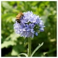 thumbnail image 4 of Everwilde Farms - 1 lb Globe Gilia Native Wildflower Seeds - Gold Vault Bulk Seed Packet, 4 of 4