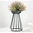thumbnail image 4 of Iron Air Plant Base Holder Indoor Tabletop Plant Racks Flower Display Metal Frame;Iron Air Plant Base Holder Indoor Tabletop Plant Racks Flower Display,Black,15CM, 4 of 5