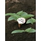 T-Label pour Plantes de Jardin en Cuivre Ornementales – image 2 sur 3