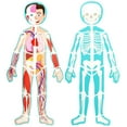 thumbnail image 6 of 3 ft Large Magnetic Human Body Puzzle for Kids - Double-Sided Skeleton Floor Puzzles for Learning Anatomy, Body Parts Organs Model, 6 of 10