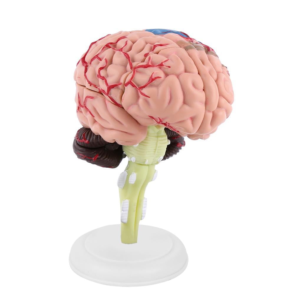 TOPINCN 1pc Disassembled Anatomical Human Brain Model Medical Teaching