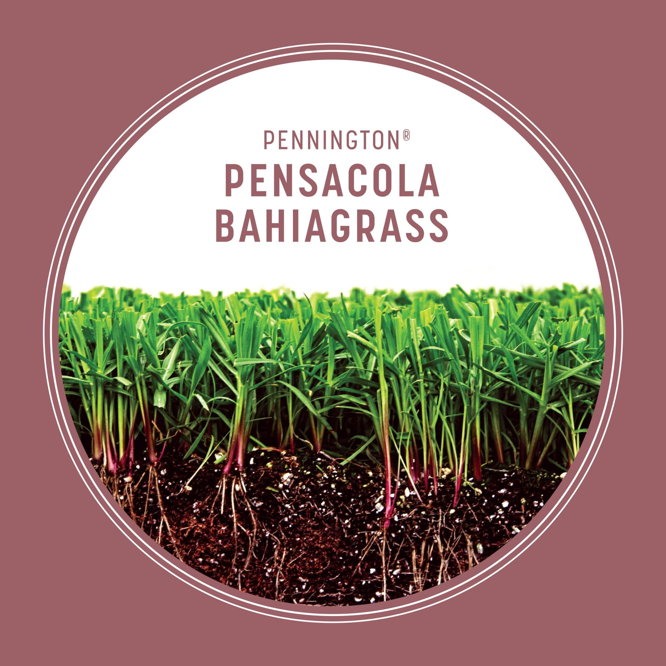 Pennington Pensacola Bahiagrass Grass Seed for Full Sun, Grass Seeds for Lawn, 3 lb