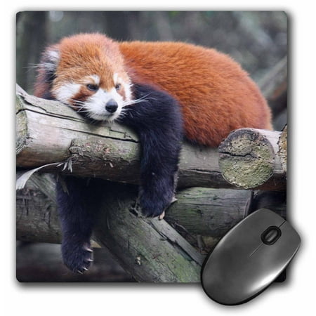 - 3dRose Adorable Red Panda, Sichuan Province, China, Mouse Pad, 8 by 8 inches