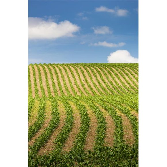 Posterazzi DPI12282566 Rows of A Corn Field on A Hilly Slope with Blue Sky & Clouds - Glomel Brittany France Poster Print - 12 x 19 in.