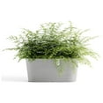 thumbnail image 4 of Ecopots Tokyo 15.75" x 6.5" x 6.5" Oval White Gray Plastic Planter, 4 of 4