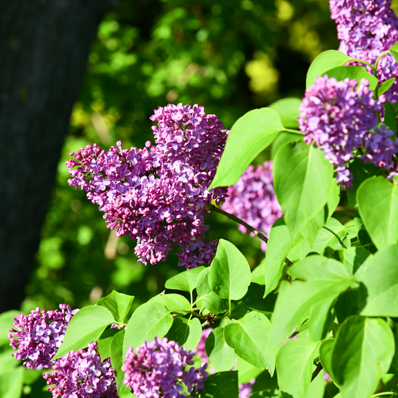 Live Lilac Bushes, Common Lilac Dormant Tree Ready to Plant, 4 Inches Pot for Zones 3 - 7, 4 to 7 Inches Tall