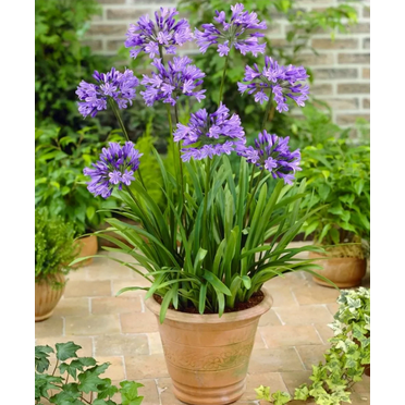 Live Blue Agapanthus Plant African Lily Hardy Perennial Flower Plant Lily of the Nile Seedling 4-6"Tall