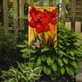 thumbnail image 2 of Flower - Amaryllis Flag, 2 of 2