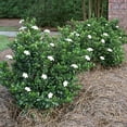 thumbnail image 4 of Gardenia Dwarf Radicans  2 Large Gallon Size Plants  Fragrant Blooming Shrub  Gardenia Jasminoides Cape Jasmine, 4 of 9