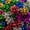 Multicolored, variant on YTTAL 120Pcs Mini Metallic Star Gift Bows Assorted Color Self-Adhesive Present Bow Decorations, Multi Color Tiny Star Bows for Christmas Gift Wrapping, Holiday Crafts & Xmas Party Decor