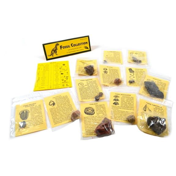 Deluxe Authentic Fossil Collection with 12 Identified Specimens, Information Cards, and Geological Timescale