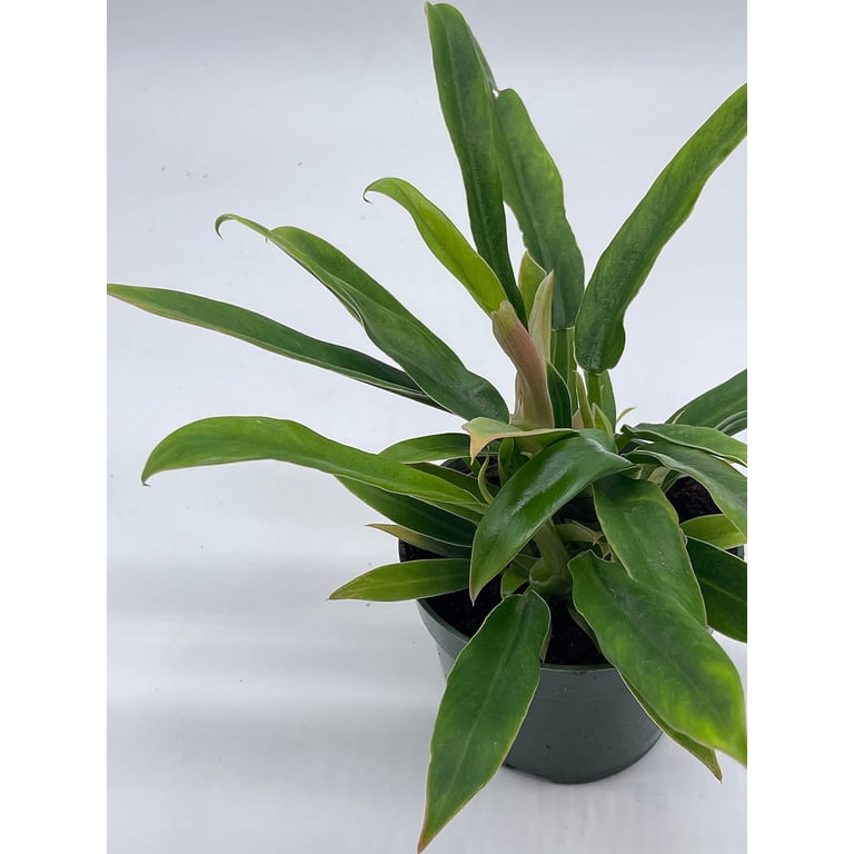 dionaea plant Dionaea muscipula Akai Ryu