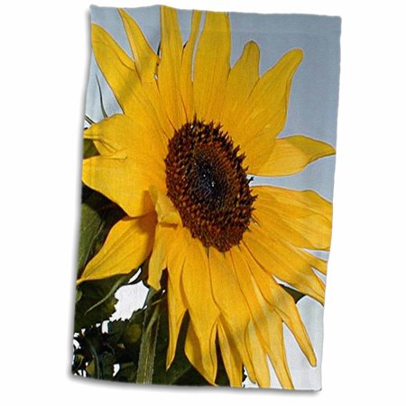3dRose Sunflower - Towel  15 by 22-inch (twl_763_1)