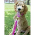 thumbnail image 3 of Country Brook Petz® 1 inch Deluxe Nylon Dog Leash, 6 Foot - Fuchsia, 3 of 6