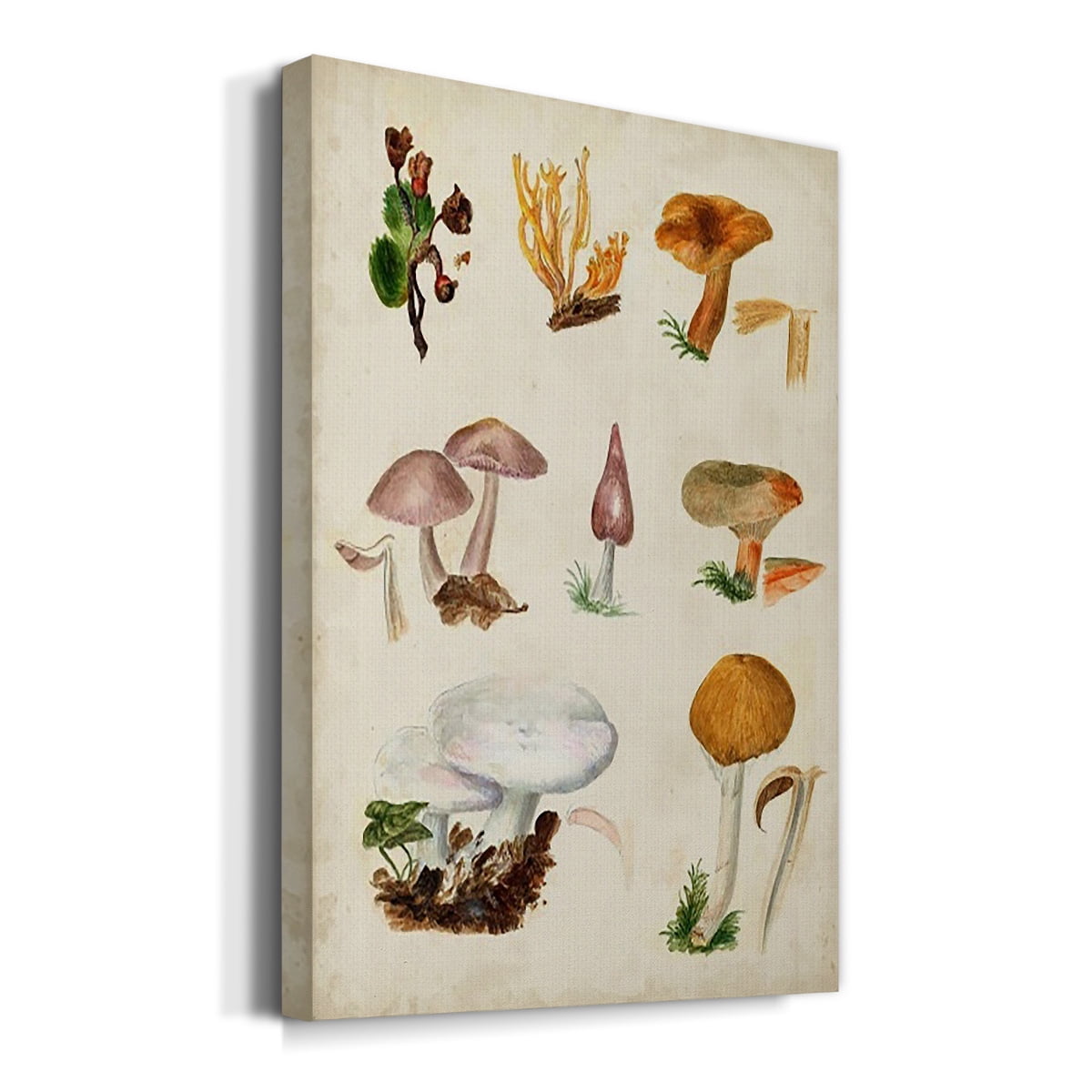 Mushroom Species VI Premium Gallery Wrapped Canvas - Ready to Hang