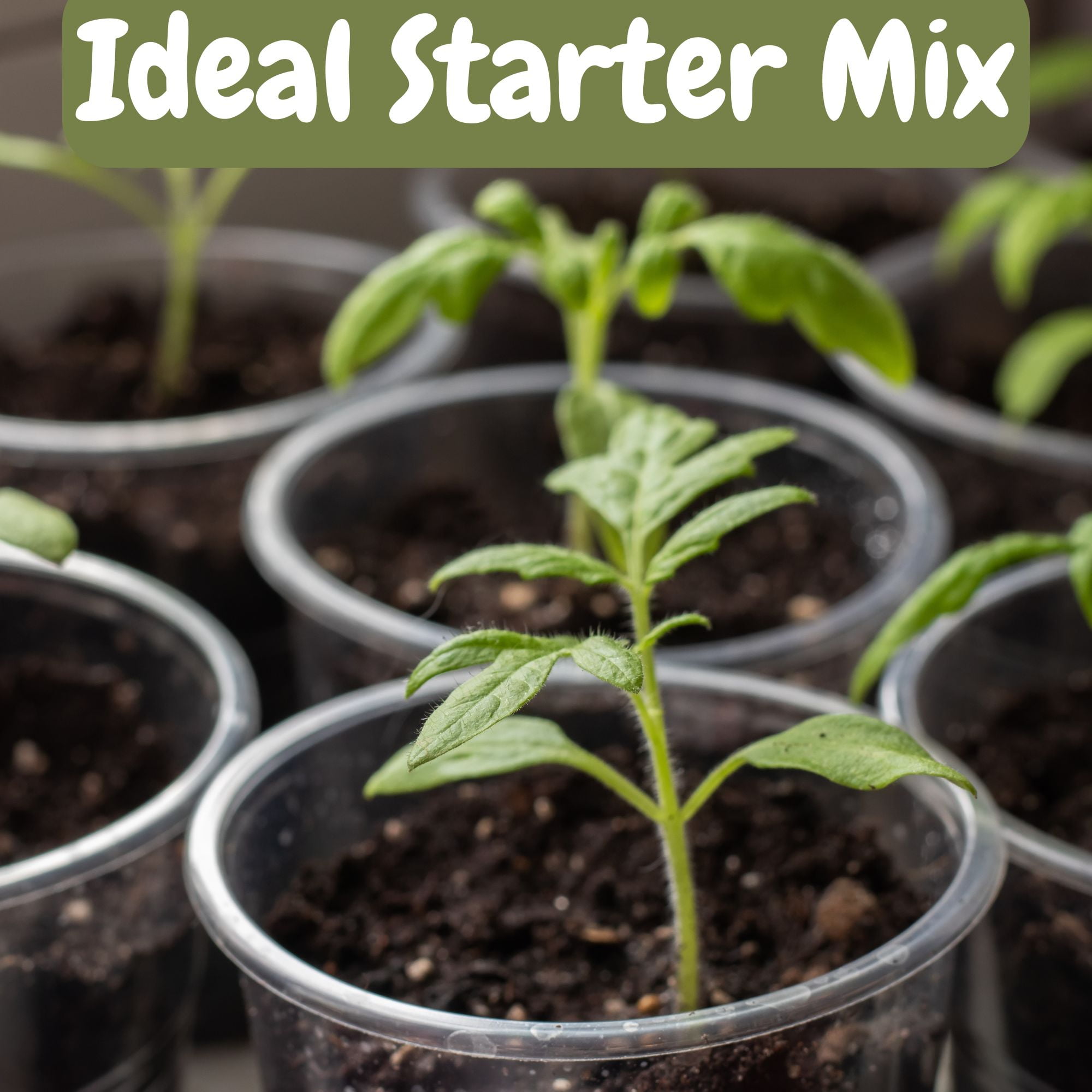 All Natural Tomato Starter/Potting Mix (12 Quarts), Perfect Backfill for Outdoor Tomato Plant Holes, Hand Blended with Natural Ingredients Including Worm Castings