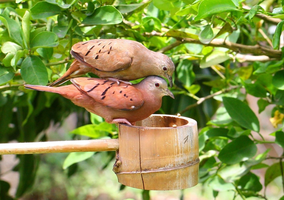 Feeder Love Dove Bird Outside Nature Birds Doves12 Inch By 18 Inch