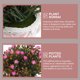 thumbnail image 4 of IDEANATEGRATE Planta Artificial Bonsái En Maceta Rosa Para Interior Y Oficina Sin Mantenimiento, 4 of 6