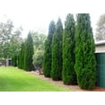 thumbnail image 3 of Spartan Juniper - Juniperus Chinensis - 5 Live 4 inch Container Trees - Evergreen Privacy Screening Plants, 3 of 8