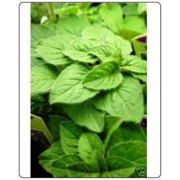 Oregano Italian Great Garden Herb 300 Seeds