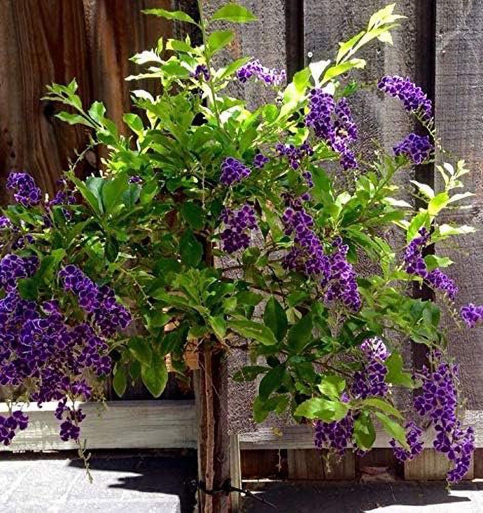 Sapphire Showers Duranta - Live Plant in a 10 Inch Pot - Duranta Erecta "Sapphire Showers" - Beautiful Flowering Butterfly Attracting Patio Plant - image 4 of 6