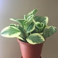 thumbnail image 2 of Peperomia Golden Gate - 5 Live Plants in 4 Inch Growers Pots - Peperomia Obtusifolia - Rare and Elegant Indoor Houseplant, 2 of 7
