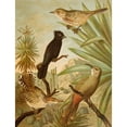 thumbnail image 2 of Christian Anton Goering 12x14 Black Ornate Wood Framed Double Matted Museum Art Print Titled: The North American Vogelwelt Pl03 (1891), 2 of 5