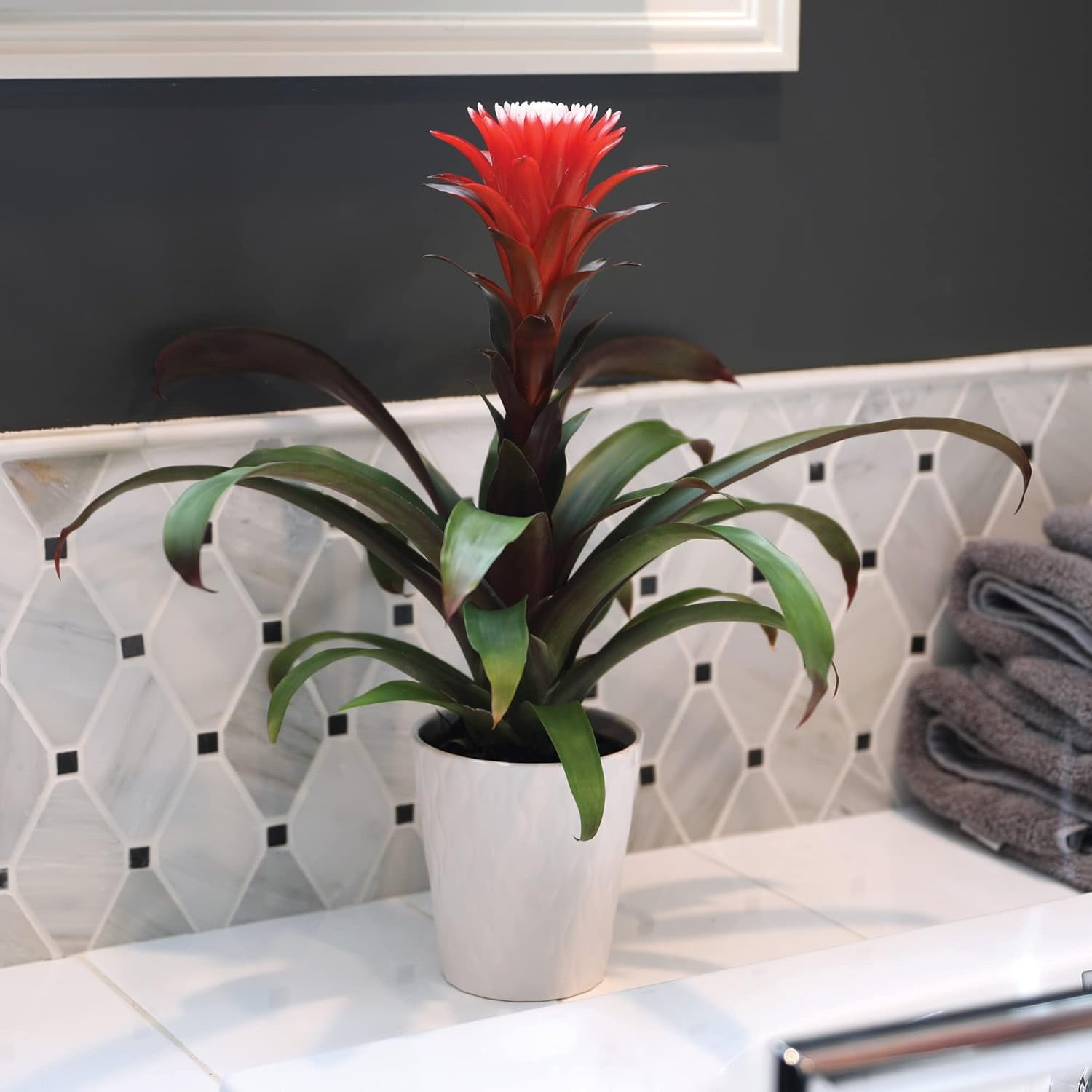 Just Add Ice 15" Tall Red Guzmania Hope Bromeliad Live Plant in 5" Moss Topped White Ceramic Pot, House Plant