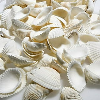  Worlds Natural White Scallop Sea Shells for Crafting 10 pc  (1-1/2-2 Inch) : Home & Kitchen