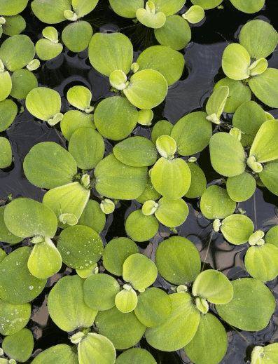 6 Kind Of Live Floating Aquarium Plants Combo for Fish Tank, Freshwater Aquarium Floating Plants Pack, Easy Live Aquatic Plants for Betta Shrimp Goldfish Tank