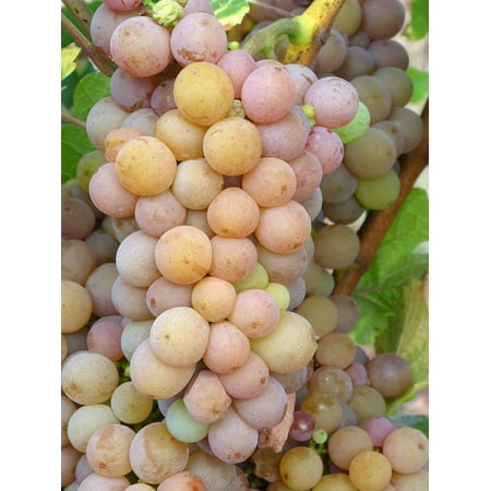 - Peel-n-Stick Poster of Winegrowing Grapes Vineyard White Wine Pinot Gris Poster 24x16 Adhesive Sticker Poster Print