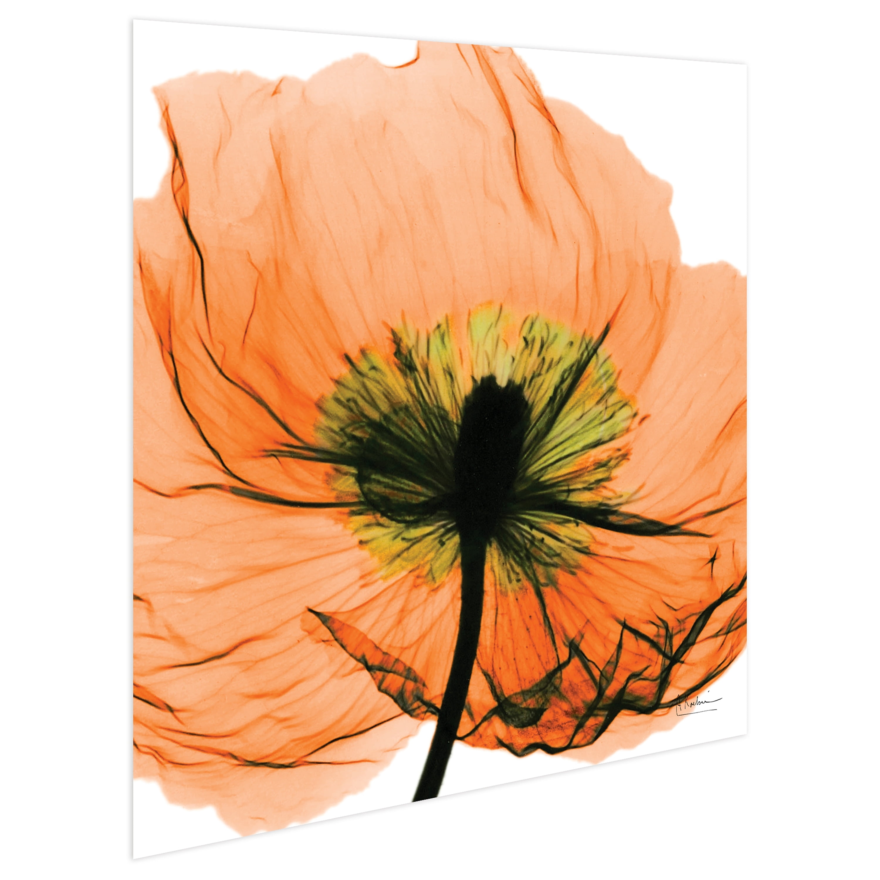 Empire Art Direct Poppy Orange Frameless Free Floating Tempered Glass Panel Graphic Flower Wall Art, 24" x 24" x 0.2", Ready to Hang