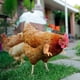 thumbnail image 5 of Arms Funny Chicken Arms Pollos Gag Regalo Disfraz De Pollo Monstrate HA040505-02, 5 of 6