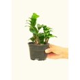thumbnail image 2 of Zamioculcas Zamiifolia 'Zenzi' Live Green Plant in 4" Pot, 2 of 3