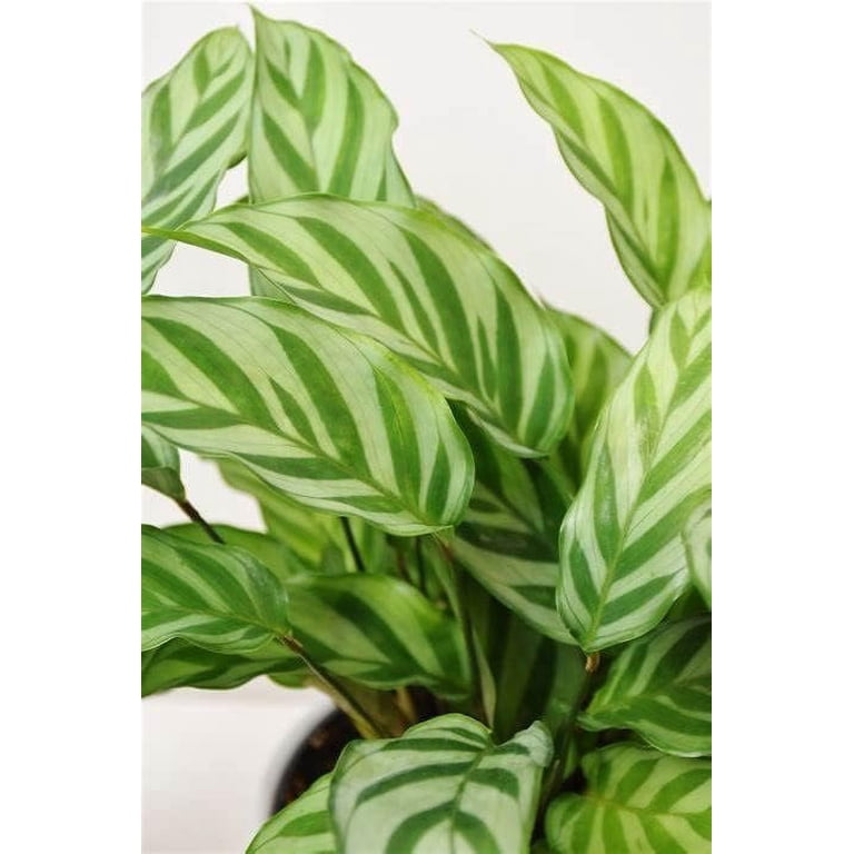 floare calathea Calathea Ornata