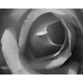 thumbnail image 2 of Scott Larson 4x24 White Modern Wood Framed Wall Art Titled - Single Rose II, 2 of 5