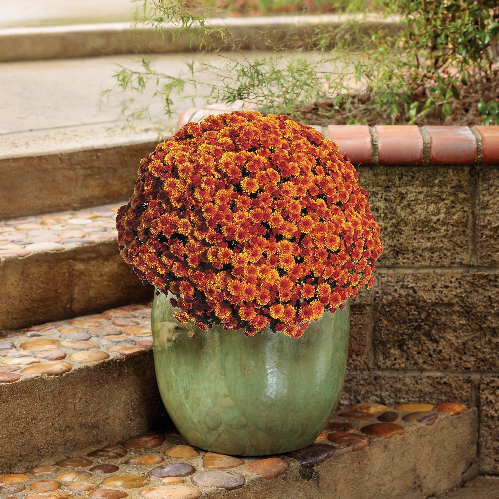 Expert Gardener Orange Mum Chrysanthemum Live Plant, 3 qt Grower Pot