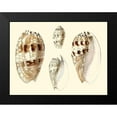thumbnail image 2 of Vision Studio 18x15 Black Modern Framed Museum Art Print Titled - Splendid Shells VIII, 2 of 5