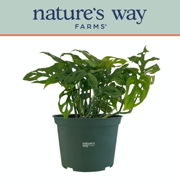 Nature's Way Farms Philodendron Swiss Cheese Live Plant (8-15 inches tall) in growers pot