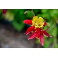 thumbnail image 4 of 100 WILD/ CANADIAN COLUMBINE Aquilegia Canadensis Flower Seeds, 4 of 6