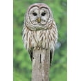 thumbnail image 2 of Schell, Jennie Marie 23x32 Black Ornate Wood Framed with Double Matting Museum Art Print Titled - Owl on Fence Post, 2 of 4
