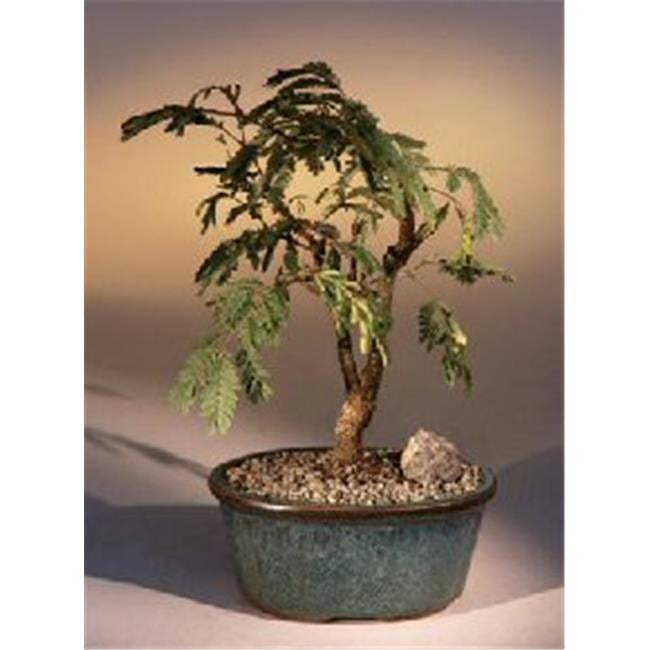 Best Bonsai Mimosa Tree For Sale in the world The ultimate guide 