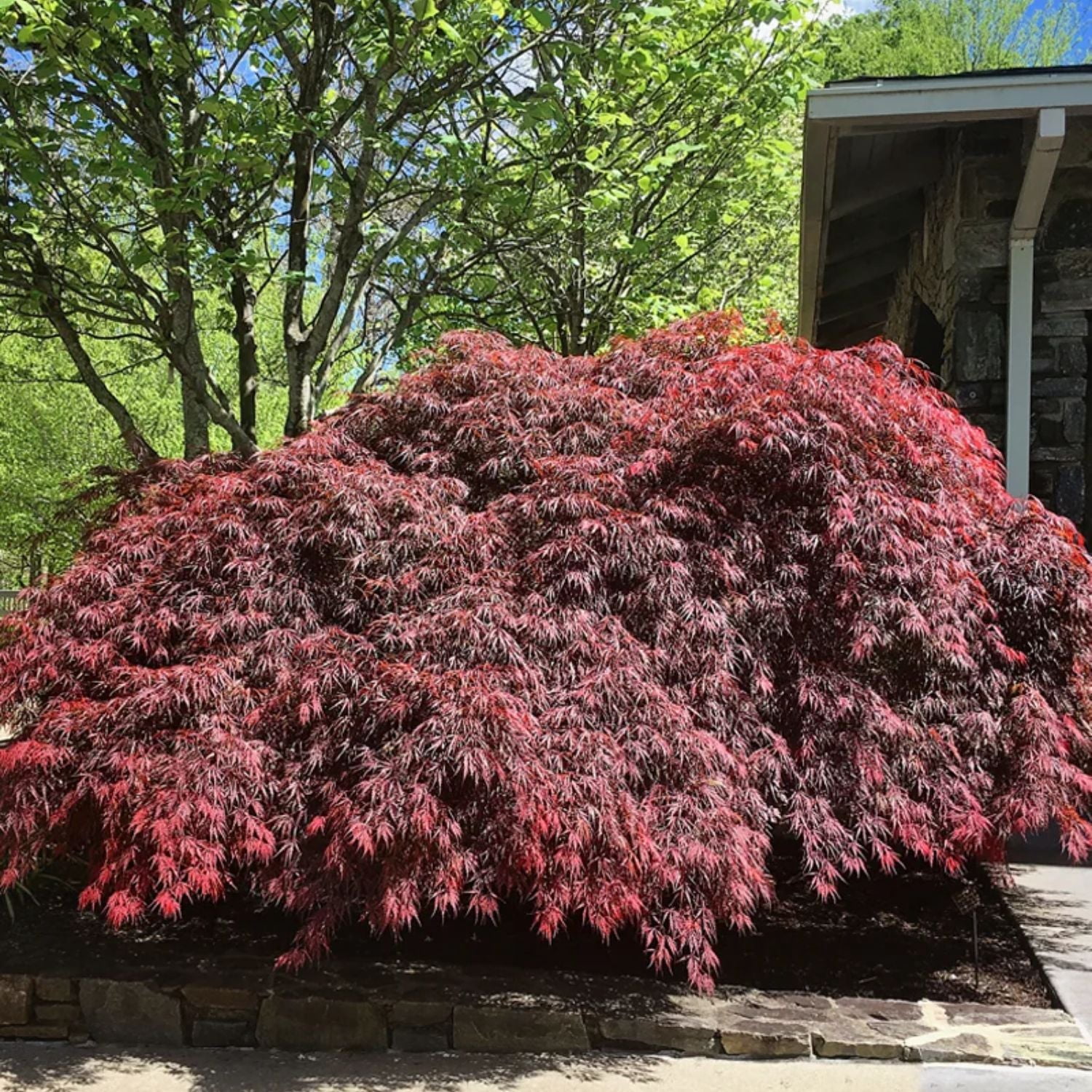Expert Gardener 4-5' Maple Japanese Tamukeyama Live Tree in 2 gal. Grower Pot